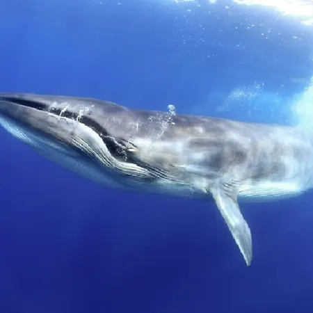 Vacanze Da Sogno * San Miguel de Abona