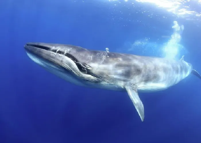 Vacanze Da Sogno * 산미겔데아보나